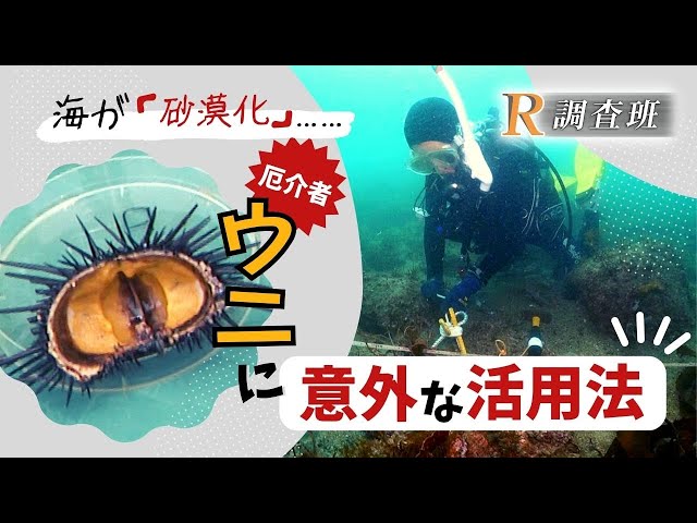 海が「砂漠化」？！　原因はウニ…厄介者を活用する発想の転換とは　【ＲＫＢの調査報道】Ｒ調査班