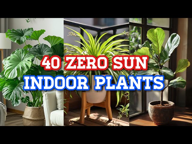 40 RARE INDOOR PLANTS THAT GROW WITHOUT SUNLIGHT | INDOOR PLANTS THAT DON'T NEED SUNLIGHT TO GROW