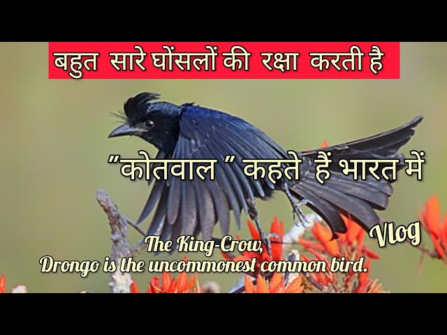 Black drongo #drongo #birdslover #Wildlife #liferbirds #gardening #flowers #vlog3