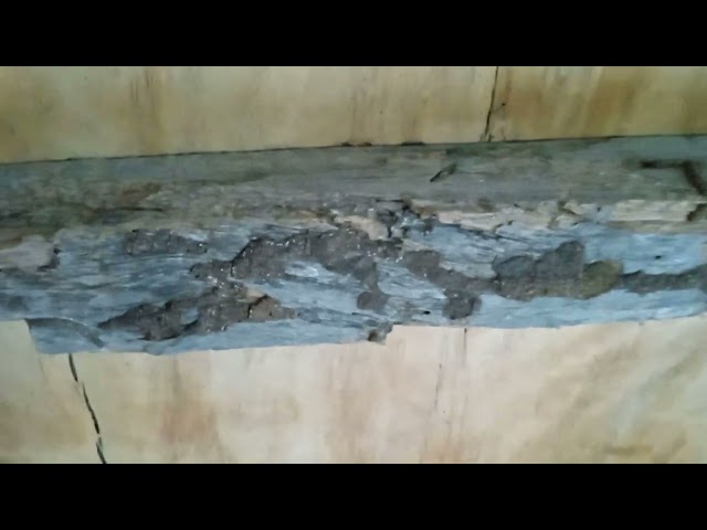 Con mối ăn hư cây đà gỗ - Termites eat broken wooden beams