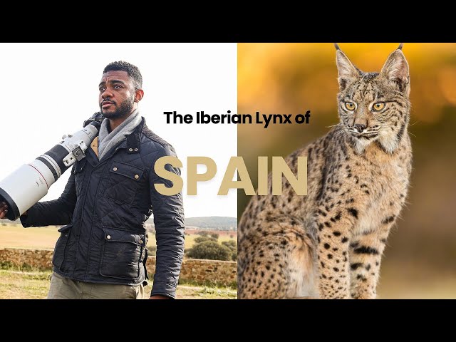 Photographing One of The Rarest Animals On The Planet: Search for The Elusive Iberian Lynx