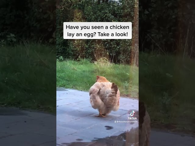 Watch a chicken lay an egg