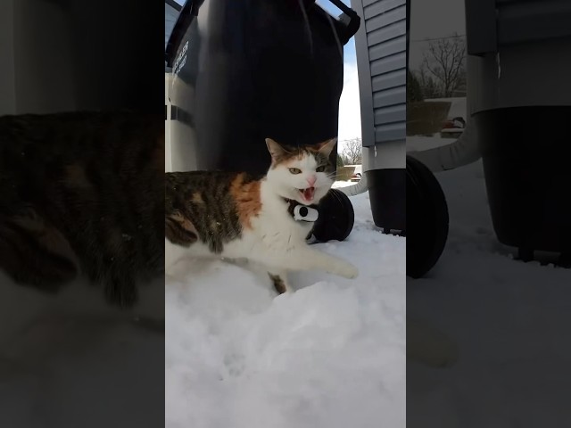 Spicy Snow Cats 🌶️📣🐈 #cat #funny #youtubeshorts #catlover #cats #asmr