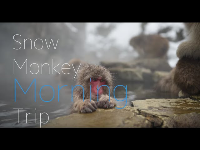 Snow Monkey Morinig Trip