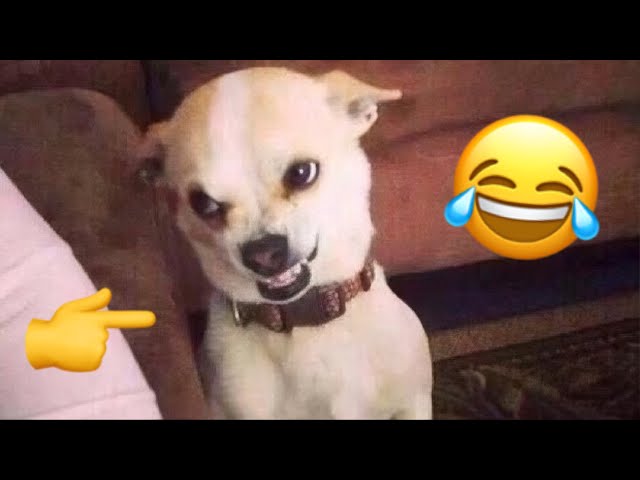 The Most Hilarious Animal Moments Ever | Funny Animal Videos