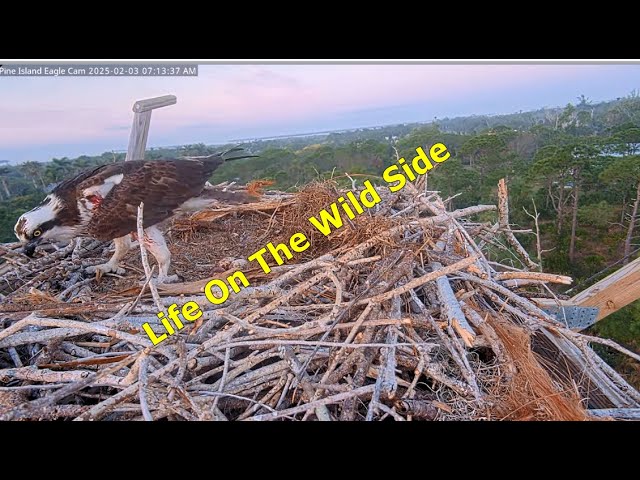 Pine Island Ospreys~The Conflicts and A Journey  Feb 3, 2025