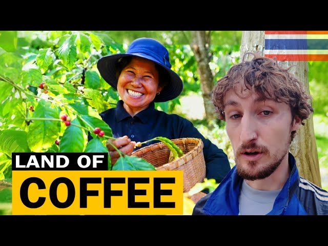 This tribe in Thailand makes THE BEST COFFEE