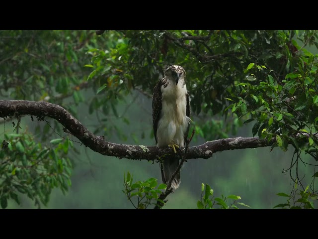 Soothing Rain, Rain Sounds for Sleeping, Studying, Relaxing, Insomnia, Raining No Thunder.