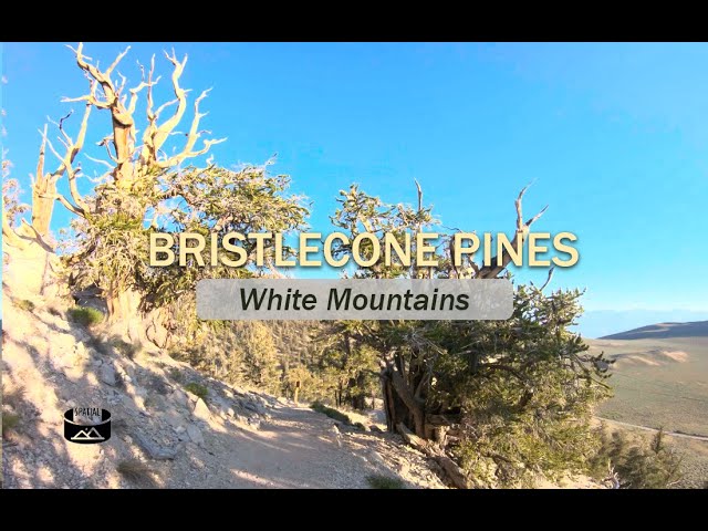 Walk Through the Ancient Bristlecone Pines