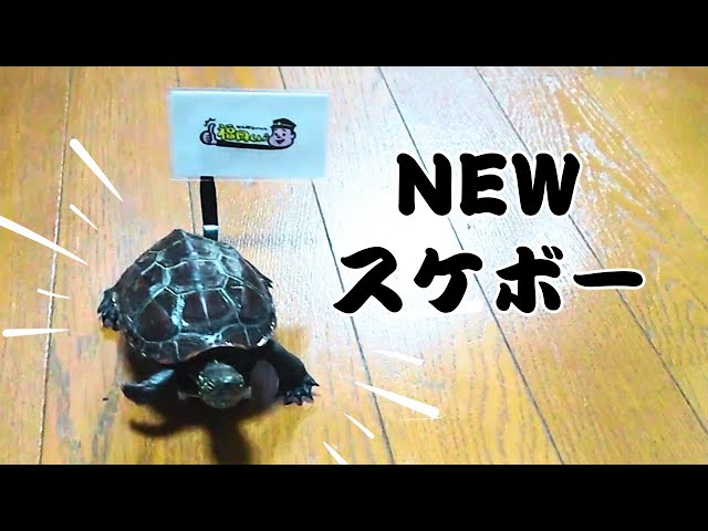 新しいスケボーに挑戦！【福岡くんコラボ】【Try a new skateboard! TV program [Fukuoka-kun] collaboration】