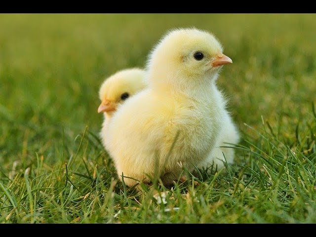 Herrick District Library Live Chicken Hatchery (North Branch)