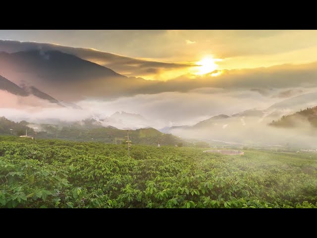 Kabataang Tsino, namitas ng buto ng kape sa Yunnan