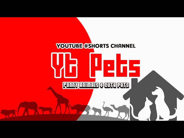 YT PETS Youtube Short Channel | #Shorts