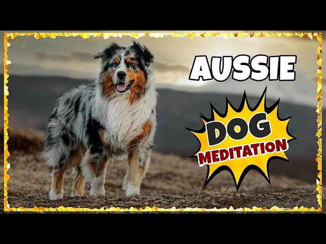 Dog Music for Australian Shepherds ~ Music for Aussie ~ [TESTED]