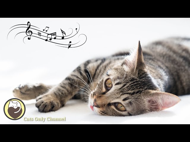 528Hz Healing Music for Cats (with cat purring sounds) - Relief of Stress and Anxiety