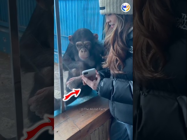 Girl Showed Reels To Chimpanzee