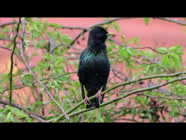 Starling Mimics Birds & Sings - UK Birds