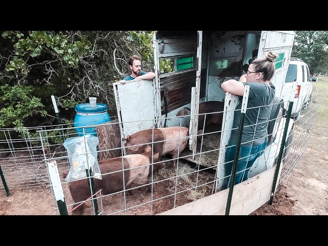 SMALL SCALE PASTURED PIG FARM {Don’t Make This Mistake}