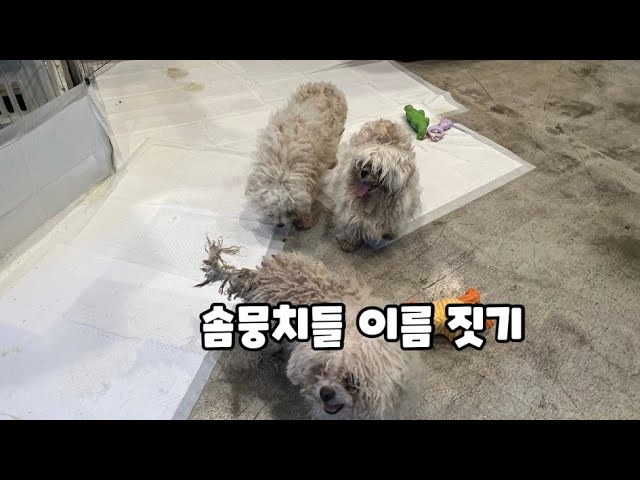 솜뭉치들 이름짓기