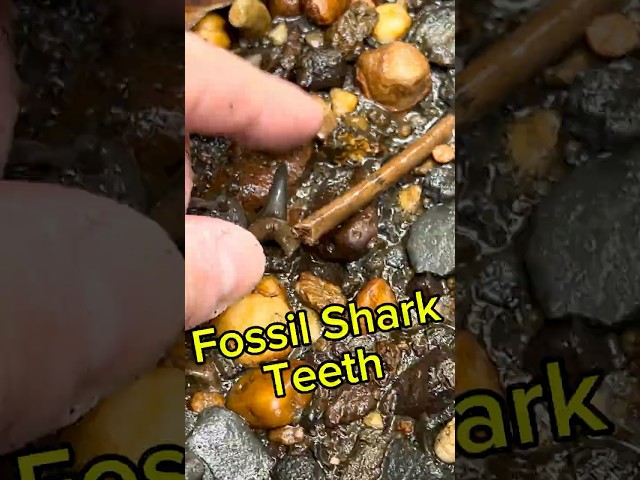 Fossil Shark Teeth Of The New Jersey Cretaceous! #fossilhunting #fossils