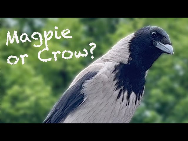 Crow Or Magpie?