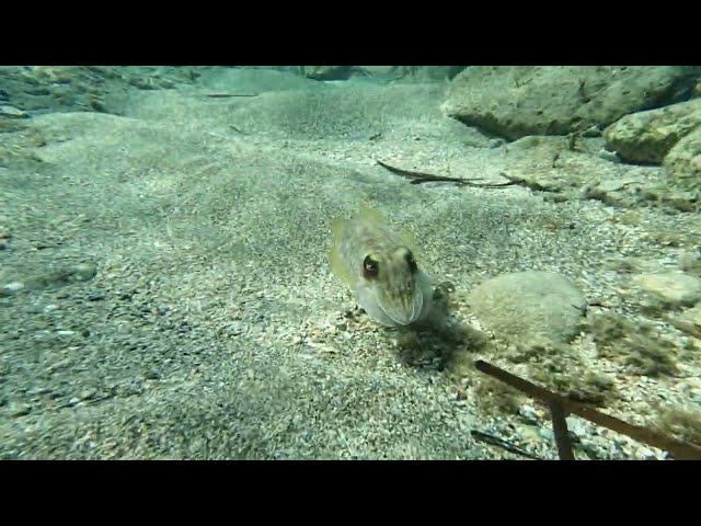 Curious little cuttle fish in Paphos Harbour!