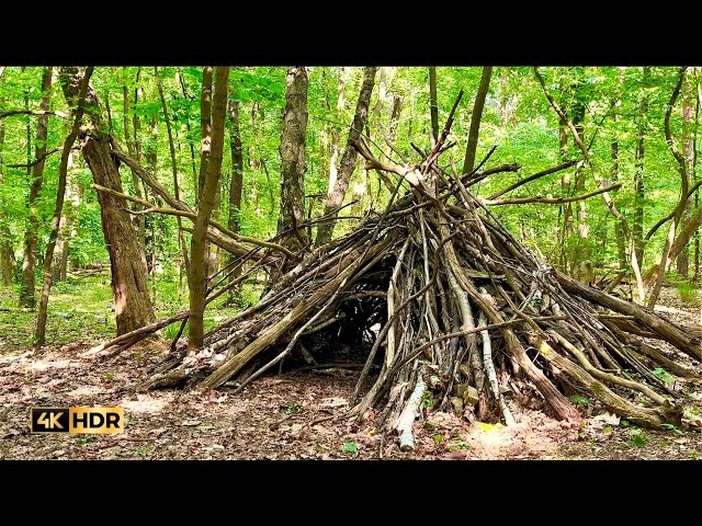 4K, Into the Forest | Nature in Germany | Sound of Nature | ASMR | Ambient