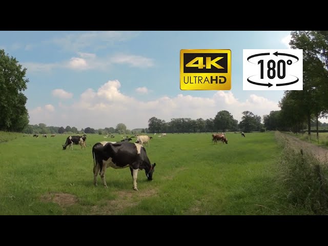 180VR 3D experience: beautiful Dutch countryside and grazing cows | Grazende koeien