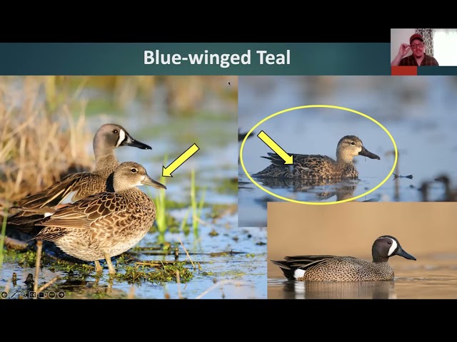 Lth Webinar: How to Identify Teal - an early Teal Season Special