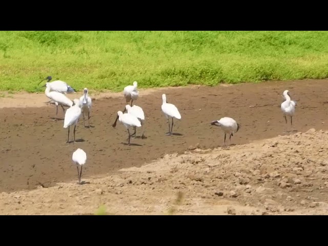 Platalea regia   260125