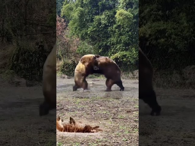 Brown Bear Fighting Three Hundred Rounds of Animal Power Competition