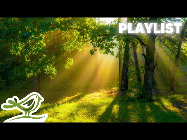 Magical Relaxing Music, Vol. 1 | Peaceful Beautiful Music Deep In The Forest