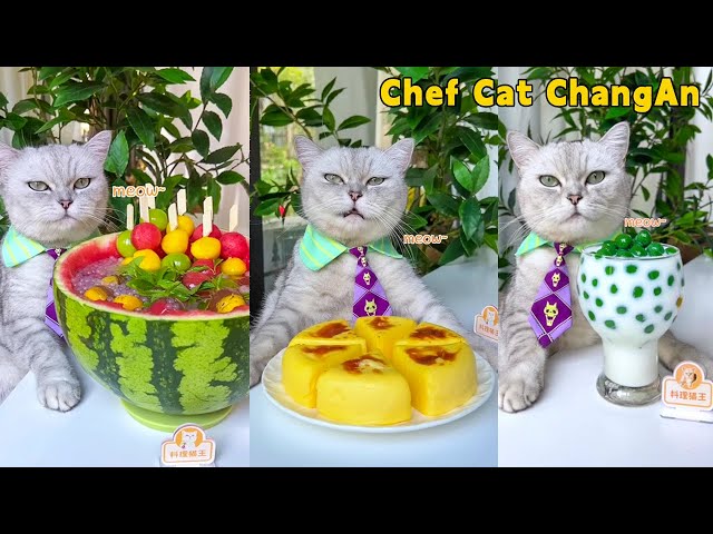 One-Year Collection🤩: Cat-Chef Makes Beautiful And Fragrant Food|Cat Cooking Food|Cute And Funny Cat