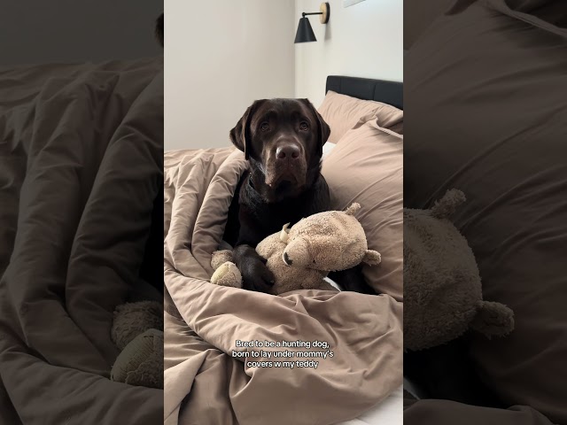 Hilarious Labrador pup 🥲🥲🥲 #puppy #labradoretriever #funnydog #cutedog #dogvideos