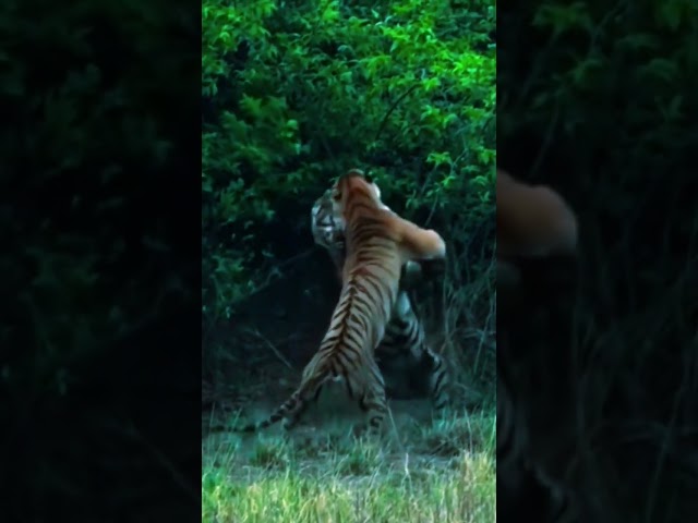 Tiger vs Tiger #shorts #hewan#animals #tiger #kucing #video #lion #wildlife #leopard