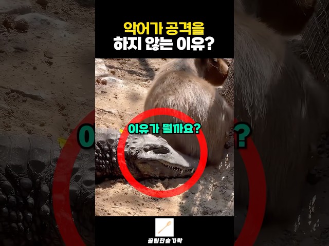 악어가 공격을 하지 않는 이유?