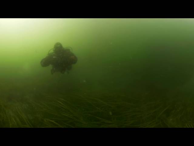 360VR Spherical video underwater eelgrass meditation