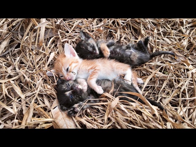 Emergency || 4 Kittens Pass Out From Crying After Losing Their Mother | Animal Family