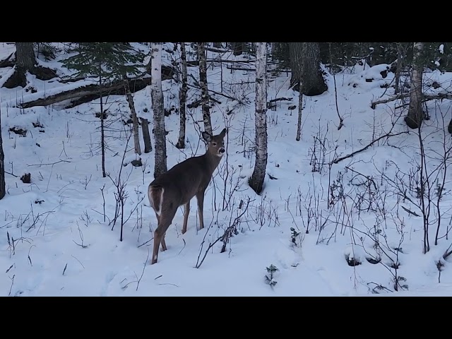 Little Deer Separated from Herd