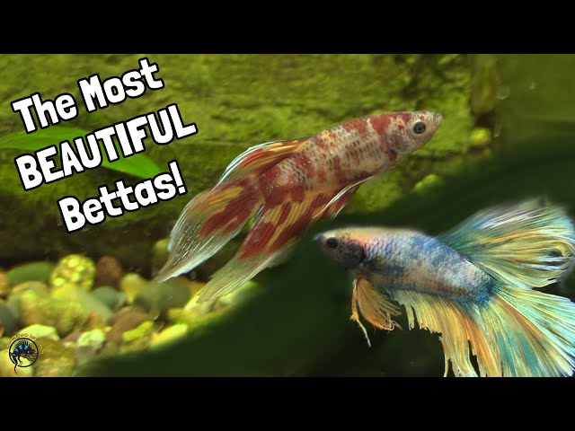 Checking out this Week's New Fish... Including Some Incredibly BEAUTIFUL Bettas! 🤩