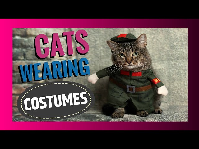 😸 CATS Wearing 🦸‍♂️ COSTUMES 🐾 Walking