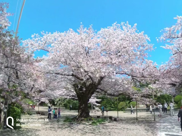 2021春　日立市熊野神社の桜