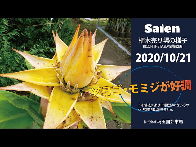 【Saien】植木売り場の様子（2020/10/20 11:00頃）