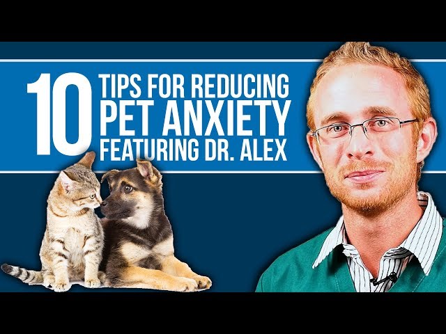 10 TIPS for How to Calm a Dog or Cat Down (PET ANXIETY)