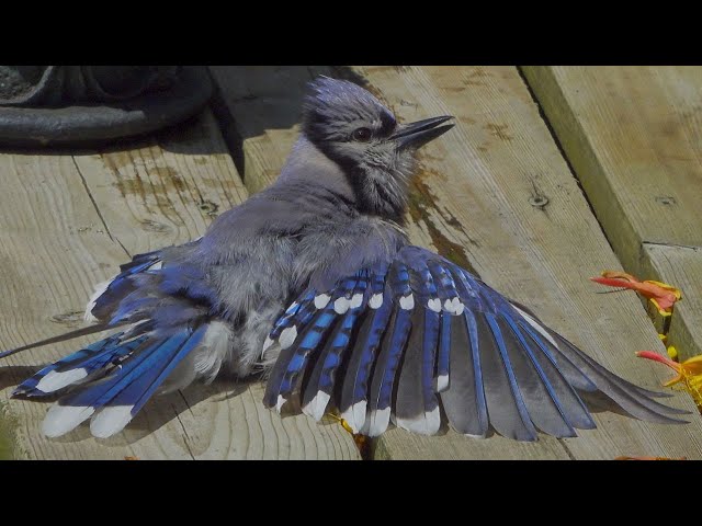 Dazzling Moment: Blue Jay Spreads Its Wings and Rests in Front of Me - Magnificent Live View