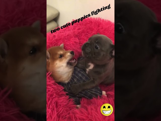 FUNNY MOMENT : Two Puppies & One Bed: An Exciting Fight! #short #puppies #funny