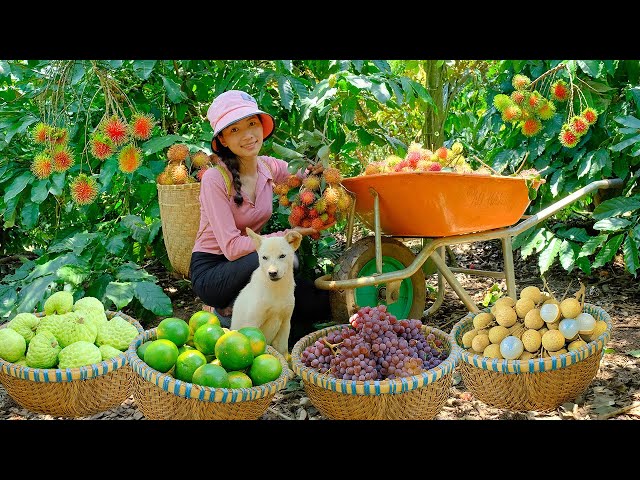 30day Harvesting : rambutan,grapes,longan,custard apple,... in the garden and cook delicious dishes