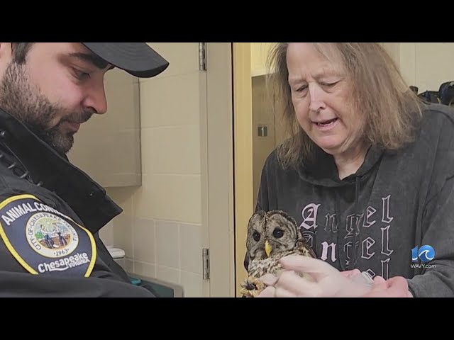 Injured owl found in Chesapeake, taken in by local conservation organization