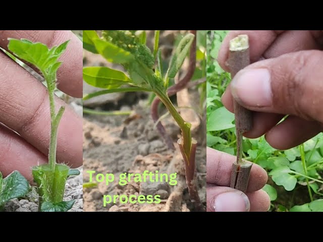 Grafting process #grafting #gardening #agriculture #farming #viral #homegarden #plantpropagation