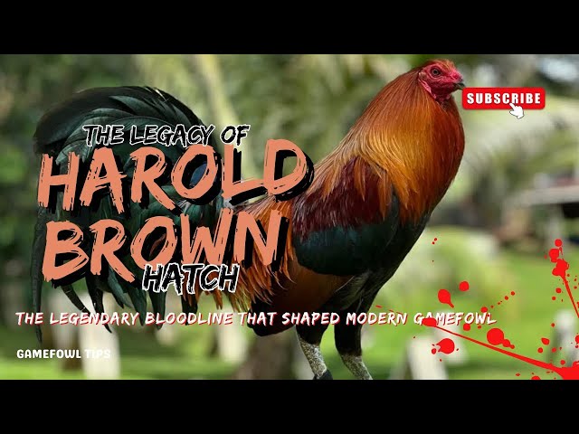 Harold Brown Hatch: The Legendary Bloodline That Shaped Modern Gamefowl